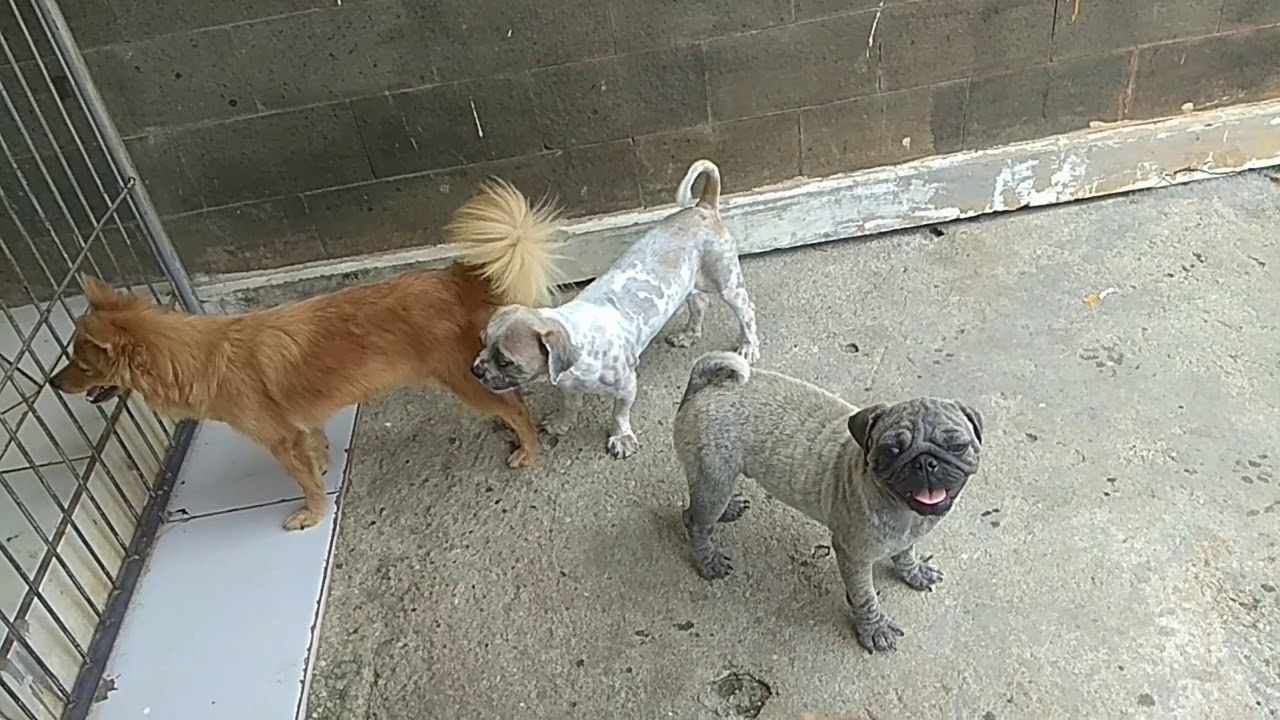 Pitbull vs anjing kecil - YouTube