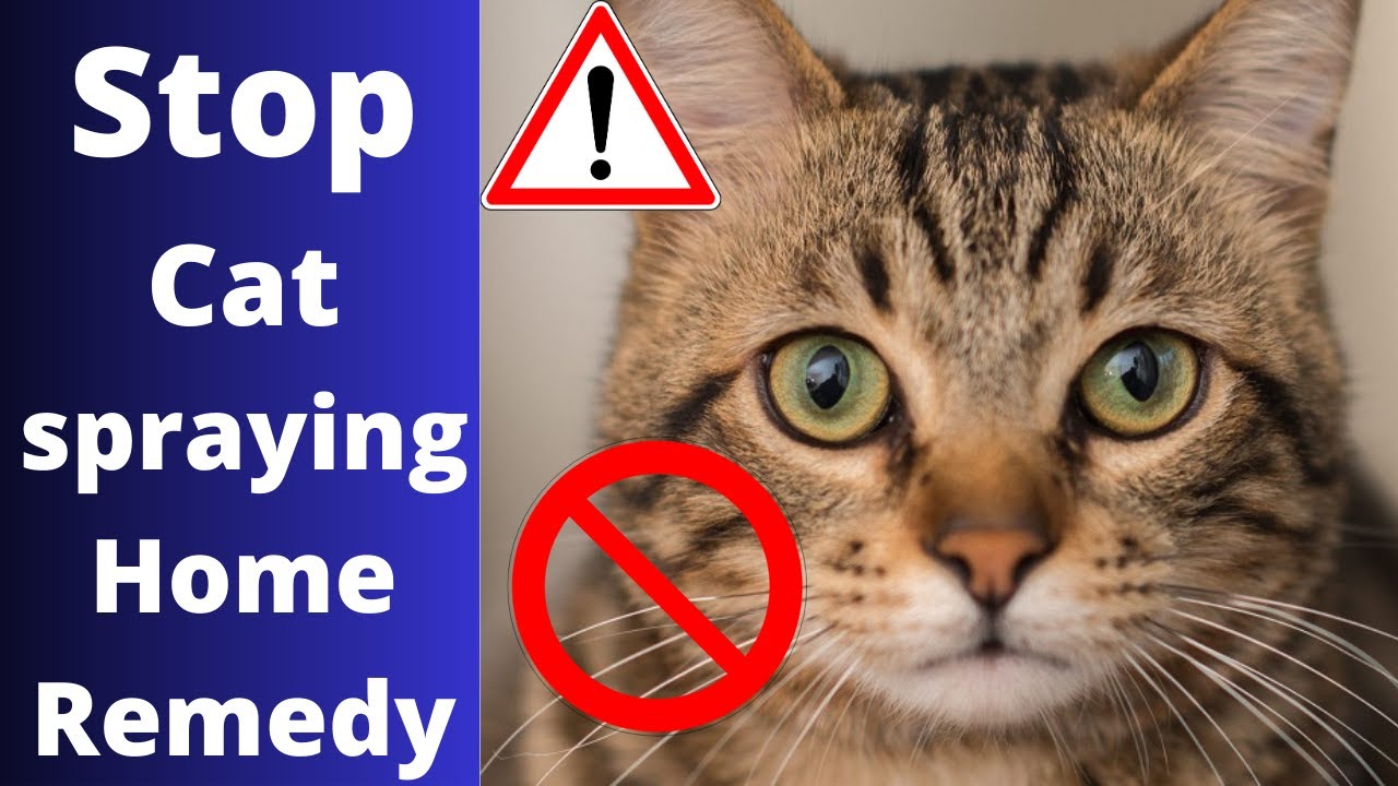  Stop Cat Spraying Home Remedy YouTube