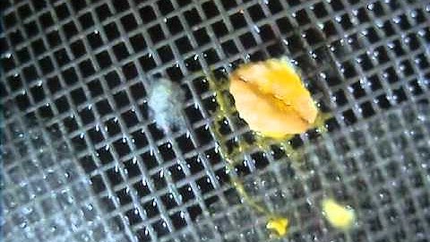 Physarum polycephalum Attacking Oat Flake