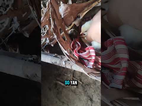 Paraan ng pagparami ng mga alagang manok.