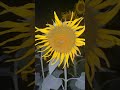 Sunflower at night #shorts