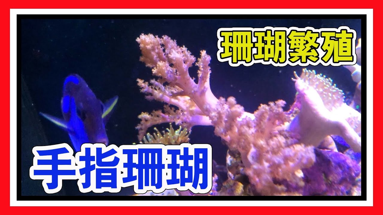 珊瑚繁殖 如何分切手指珊瑚 阿宅x Dane S Aquarium Youtube
