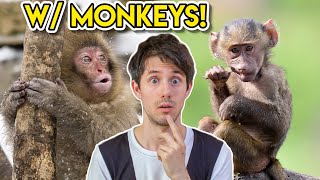 &quot;Dance Monkey&quot; but made with REAL MONKEYS!
