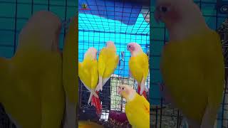 Galiff Street Cheapest Exotic Bird Market, West Bengal | 19th May 2024 #shorts #shortsfeed