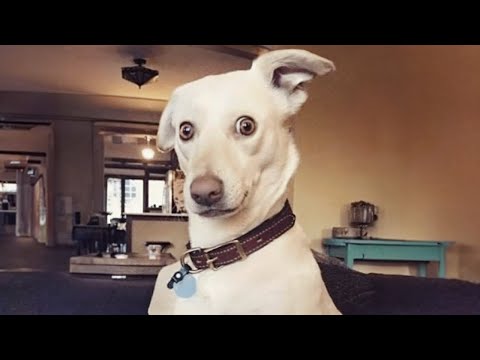 The Best of the Best! The Funniest Animal Videos of 2024!