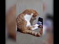 Кот, скучающий по погибшему хозяину, растрогал интернет-пользователей
