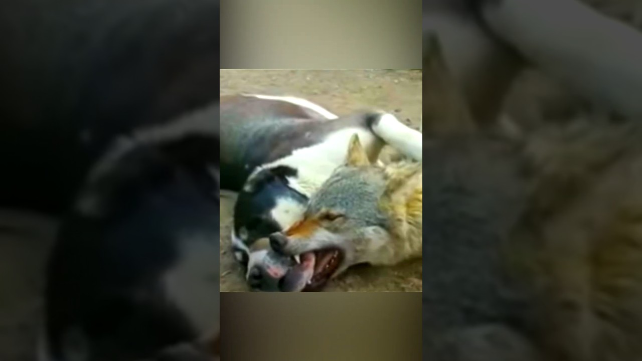 Волк утащил большую собаку и овцу #wolves #animals #dogs