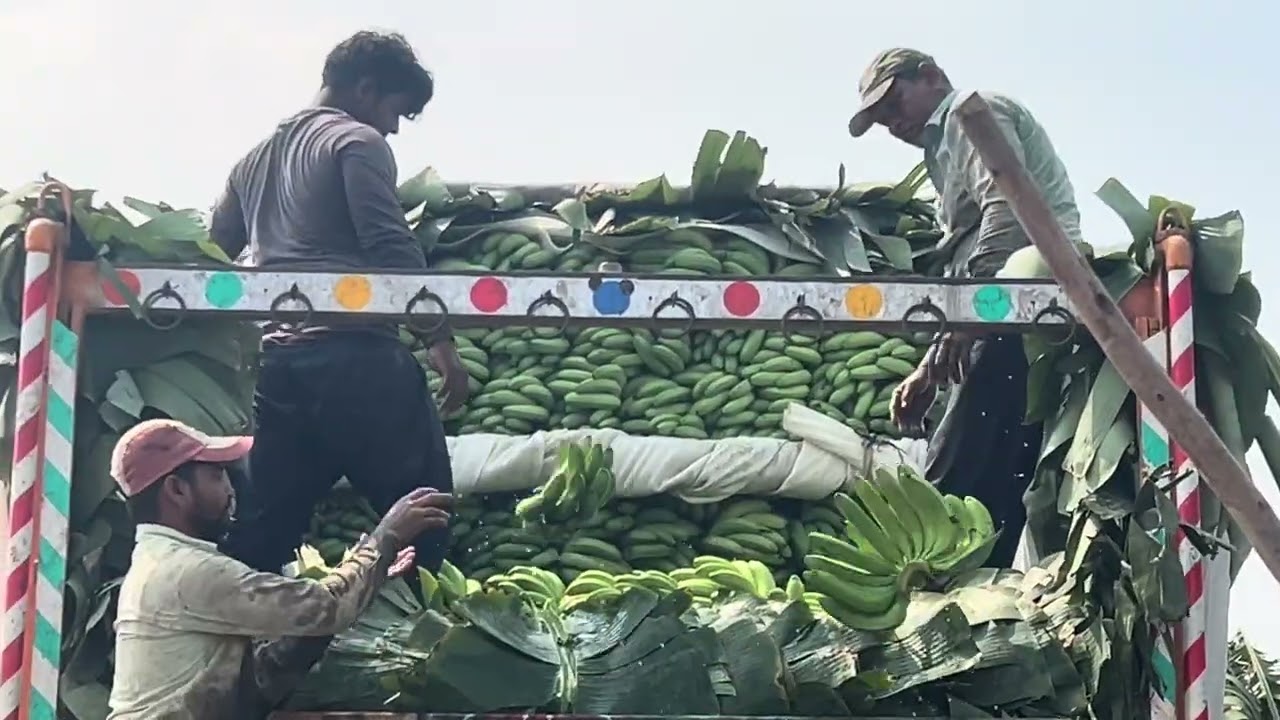 మొత్తానికి మన ఆరటి తోట మొత్తం కటింగ్ అయిపొయింది .#trending #banana #farmer #farming