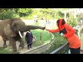 Last Segment of SUZI in Lahore Zoo By Sumaya Chaudhry. Producer Faysal Afzal. ROCK with FITRAAK.
