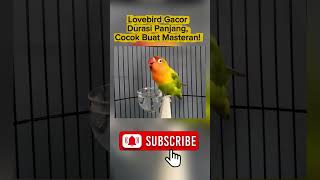 Masteran Lovebird Gacor Panjang