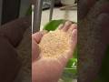 Milling wheat with 0.6mm mesh #mill #wheat #blending #farm #foodforasmr