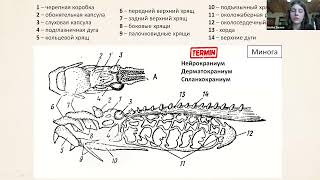 Эволюция скелета позвоночных // Открытый интенсив по олимпиадной биологии