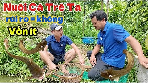 Mô Hình Nuôi Cá Trê Ta , Vốn Ít , Rủi Ro Bằng Không || NôngNghiệp247