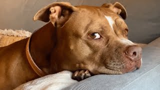 Woman brings home a shelter dog. And discovers she's scared of wind.