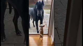 Small Dog Acts Tough... Until the Door Opens(Try Not to Laugh)