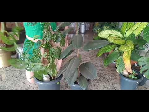 planta,Ficus Burguandy mas planta custa de Eva