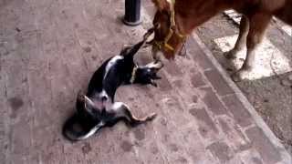 Mira Lo Que Le Hace El Caballo Al Perro... Mira Lo Que Le Hace El Caballo Al Perro...