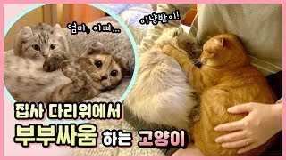 (ENG sub) Cat couple fighting on my legs. [Benny Family]