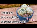 【多肉植物】1年育てたダイソー多肉が立派に育ったので植え付けと昨年の寄せ植えの仕立て直し➰