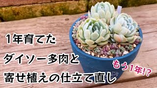 【多肉植物】1年育てたダイソー多肉が立派に育ったので植え付けと昨年の寄せ植えの仕立て直し➰