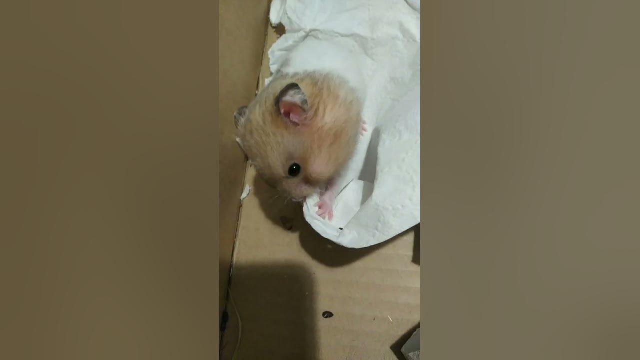 Historia 2 Rzeczpospolita Sprawdzian Chomikuje Chomik chomikuje papier/ Marshall hamster - YouTube