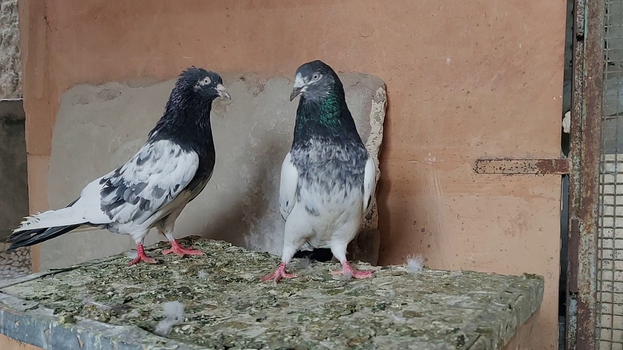 Pigeon rampuri Talmeez Ahmed jodhpur - YouTube