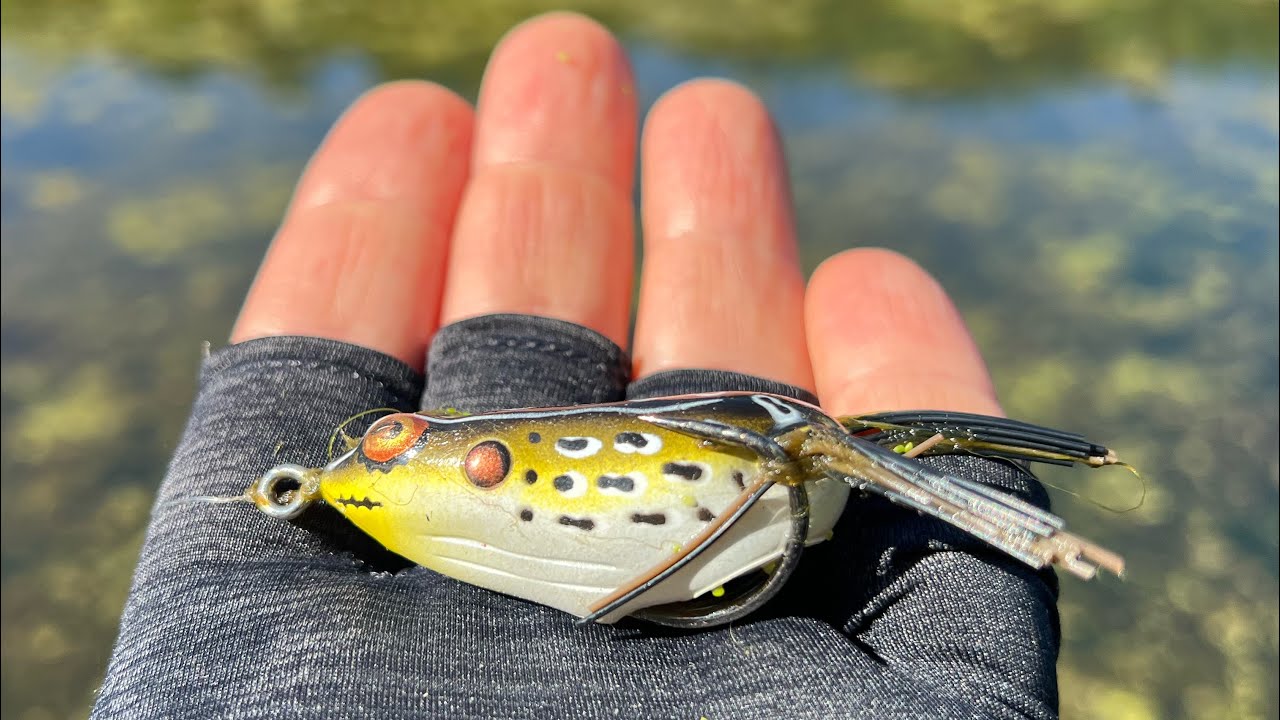 Bass Fishing with Top Water Frog In New Jersey on a Shakespeare Lite Pro Rod, Pflueger Trion #ASMR