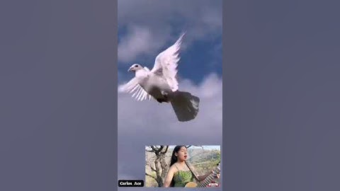 San Juan Del Rio/Dueto Dos Rosas/Videogif/ESTELARES/Carlos Ace