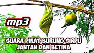 SUARA PIKAT BURUNG SIRPU JANTAN DAN BETINA PALING AMPUH TERBARU ARIF CHANNEL