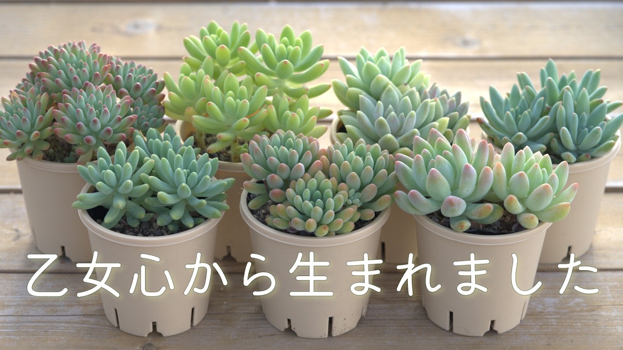 S6 [The 7 Faces of Otome-gokoro] New adorable succulents have