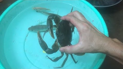 Con cá thật cá rô, con cua, con cá diếc, tên đồ chơi con tôm, con bạch tuộc, con vịt, con rùa #01