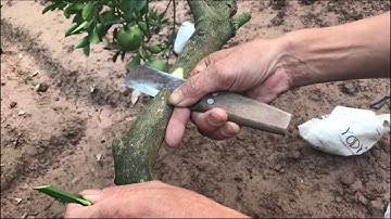 Kỹ Thuật Ghép Chuyển Đổi Giống Bưởi Đơn Giản Hiệu Qua Nhất( #LNLV ) | Lão Nông Làm Vườn