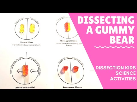 Gummy Bear Science Fair Experiment Worksheet Printable PDF 