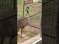 #Flightless  Bird Emu # Mysore Zoo # Shorts