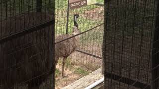 #Flightless  Bird Emu # Mysore Zoo # Shorts