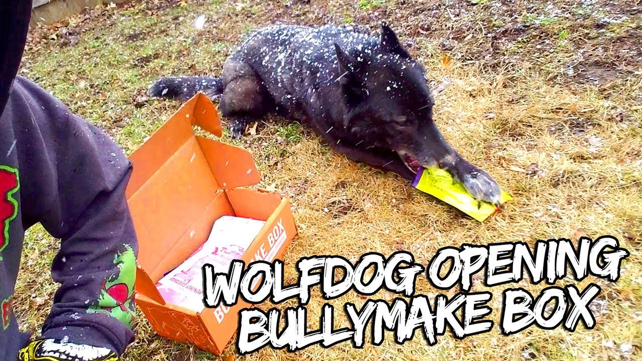 pets and animals for sale Wolfdog Opens the February Bullymake Box