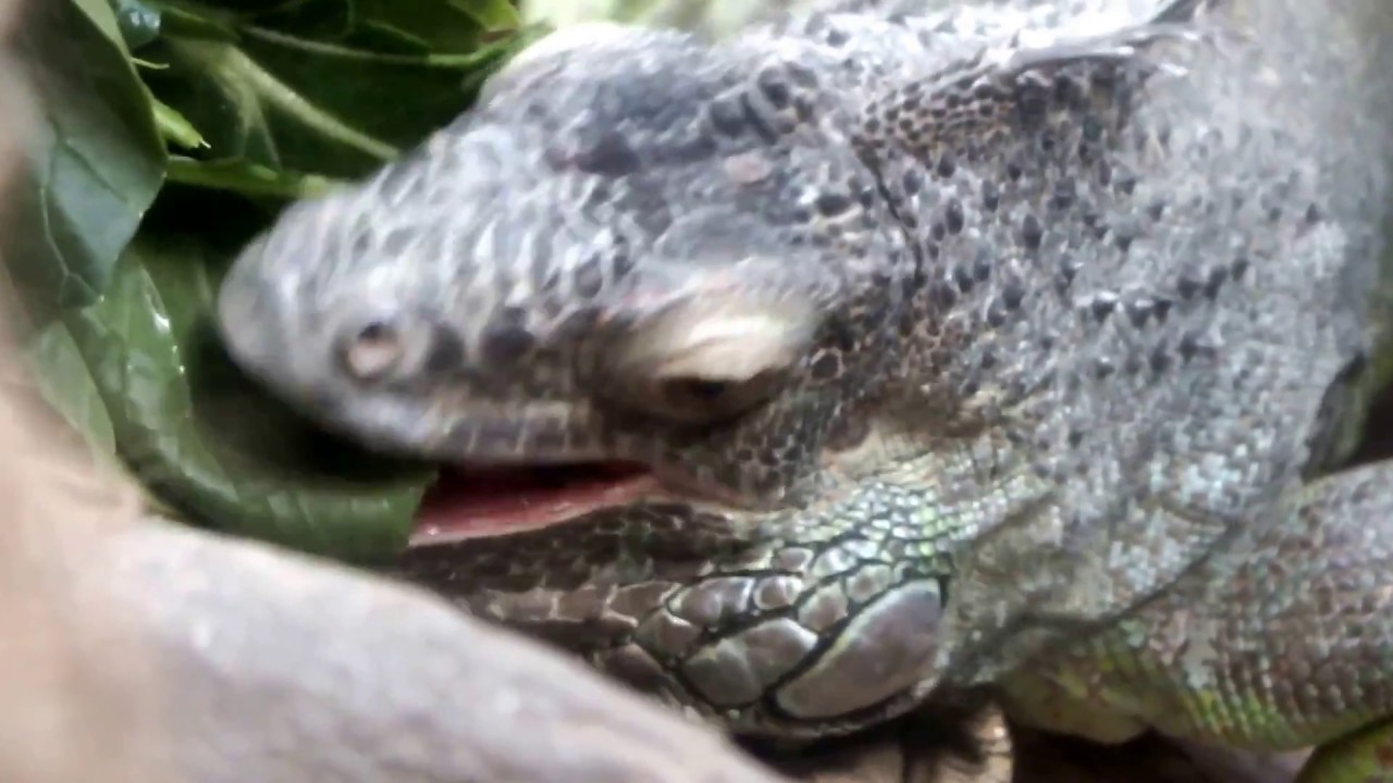 kawaii emoticons Cool reptiles.Green iguana.Ueno Zoo.かっこいい爬虫類。グリーンイグアナ。上野動物園。