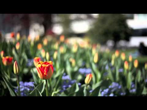 カールツアイス　プラナー1.7 50mm A review of the Carl Zeiss Planar 50mm f1.7 - Andrea Bianco