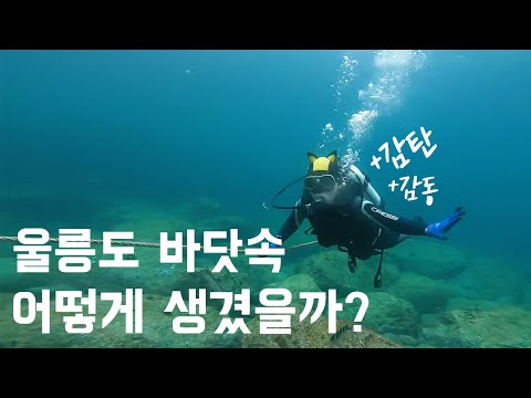 울릉도 스쿠버다이빙 액티비티 꼭 하세요! 🐟 국내에서 체험다이빙 제일 예쁜 곳!! 울릉도 여행 브이로그 🐳