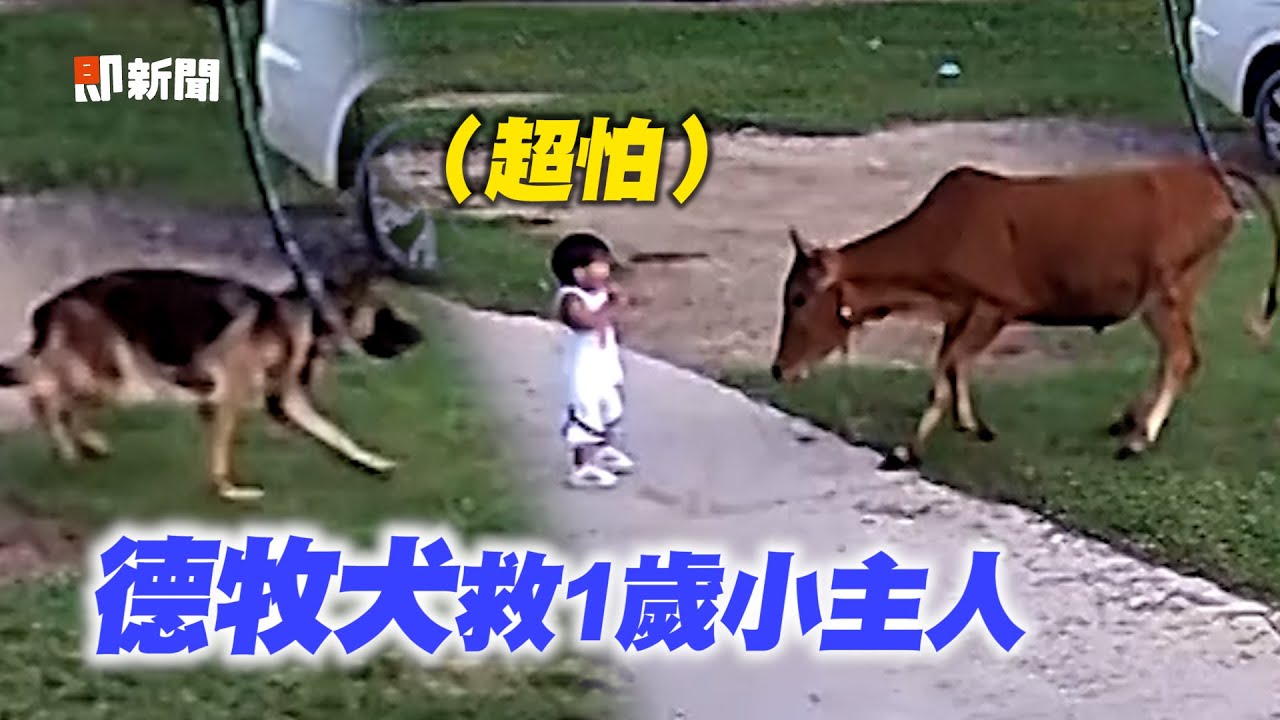 小主人險遭公牛衝撞😱德國牧羊犬挺身救援擊退｜寵物動物｜驚險｜精選影片