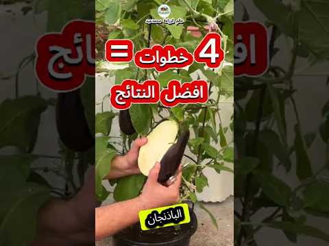 باذنجان كالاسفنج اسود لامع ابيض من الداخل بدون بذور ولا مرارة