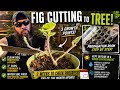 Rooting Fig Cuttings the Easy Way | Texas Gardening
