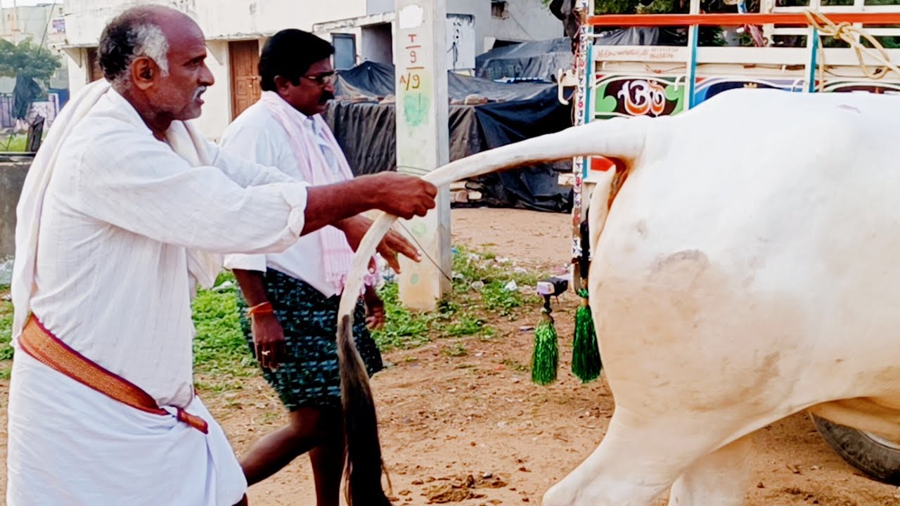 పెబ్బేరు సంతలో పెద్ద సైజు ఒంగోలు జాతి సేద్యపు ఎద్దులు చేసిన ఒంగోలు రైతులు-pebbair cattle market-oxen