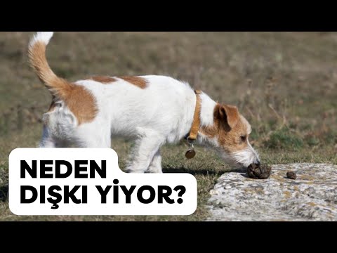 Video: Pica: Köpeğim Neden Olmaması Gerekenleri Yiyor & Bununla İlgili Ne Yapabilirim?