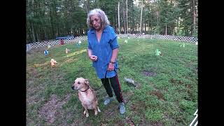 Grace AKC Virtual Rally Excellent Course 1