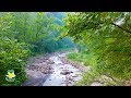 8 Hours Relaxing Nature Sounds - River Noise and Birdsong