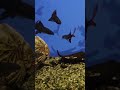 Лабео биколор – двухцветный одиночка #shorts