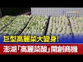 巨型高麗菜大變身！ 澎湖「高麗菜酸」開創商機