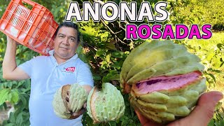 DESCUBRIENDO 🟡EL SECRETO🟡 DE LA ANONA ROSADA ORGANICA 🟣 | EL PATECHUCHO