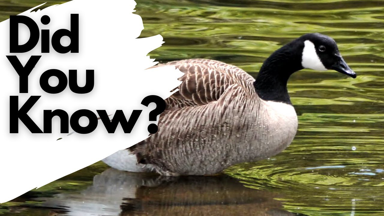 Are Canadian Geese A Health Hazard?